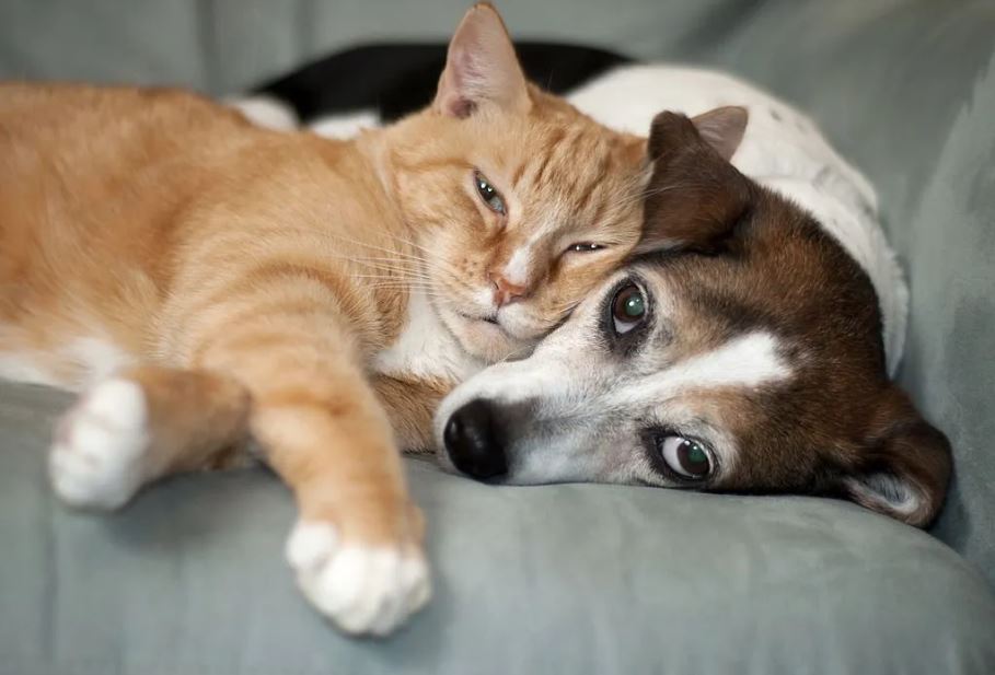 Emotional Bonding Dogs Vs Cats