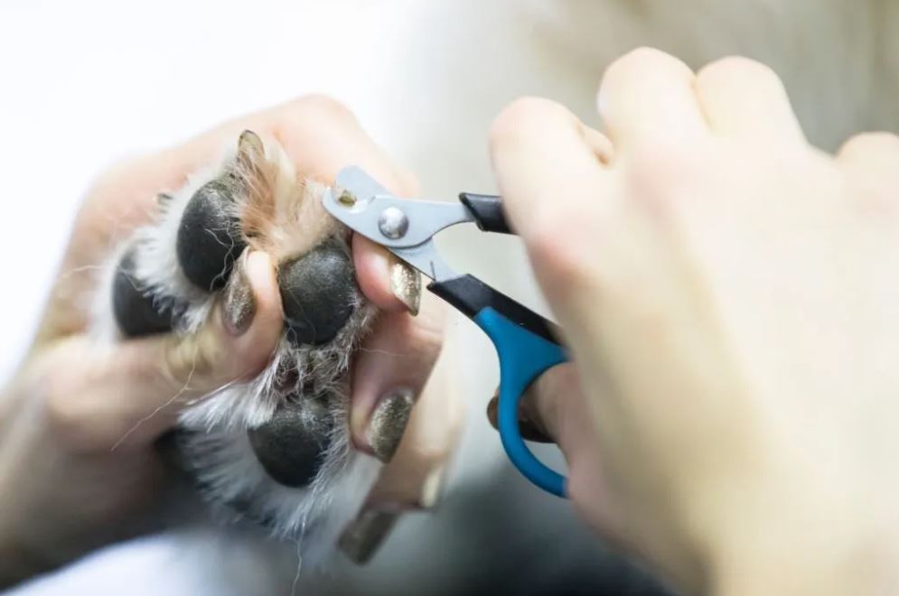 Dog Grooming Nails