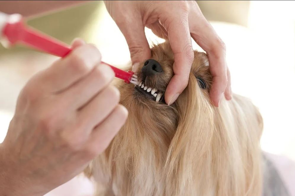 Dog Grooming brushing teeth