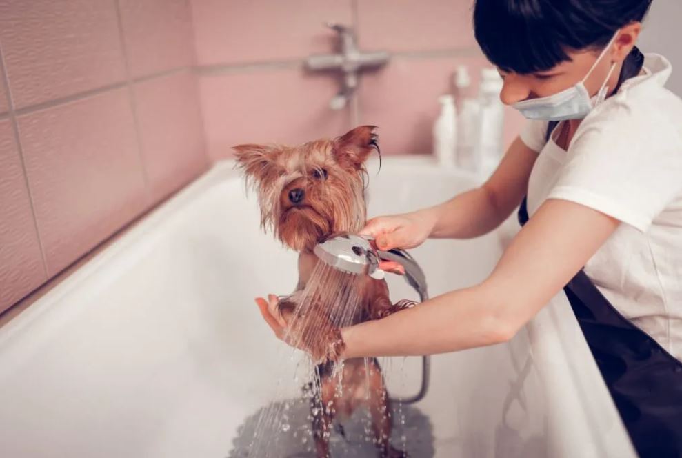 Dog Grooming Bath