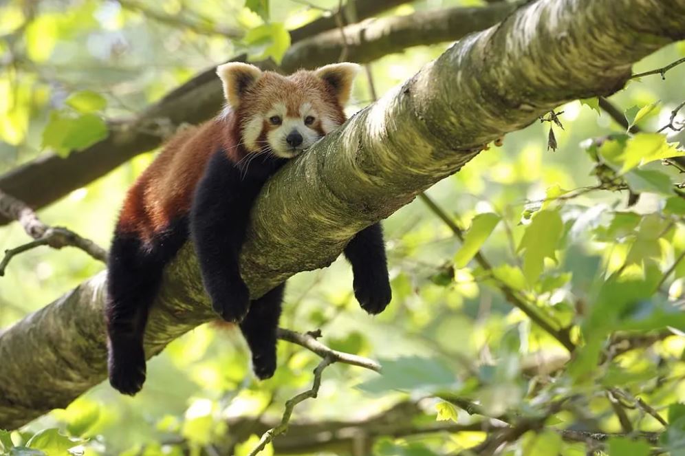 Red Panda