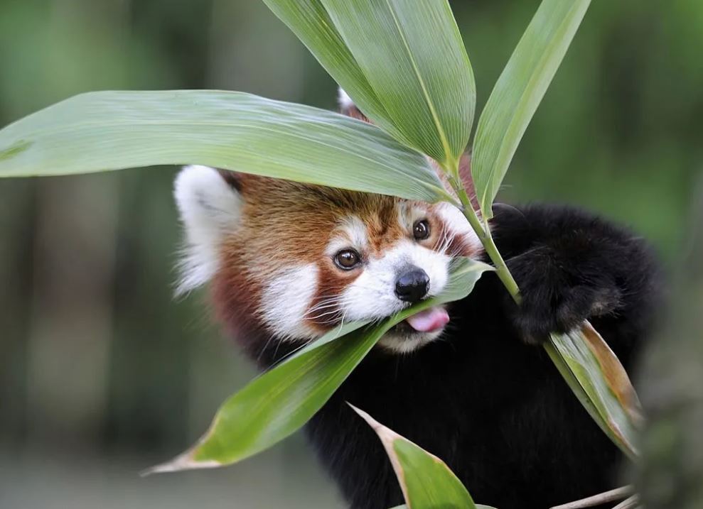 Red Panda