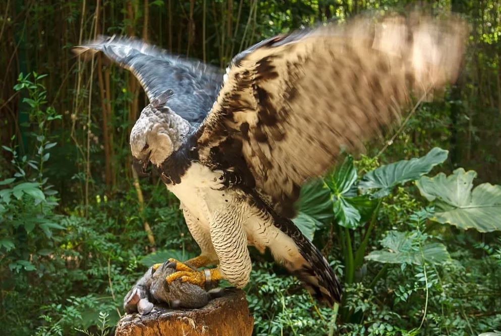 Harpy eagle