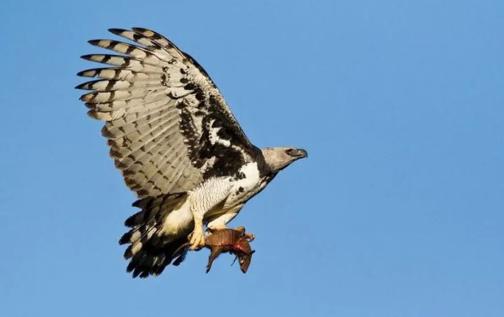 Harpy Eagle